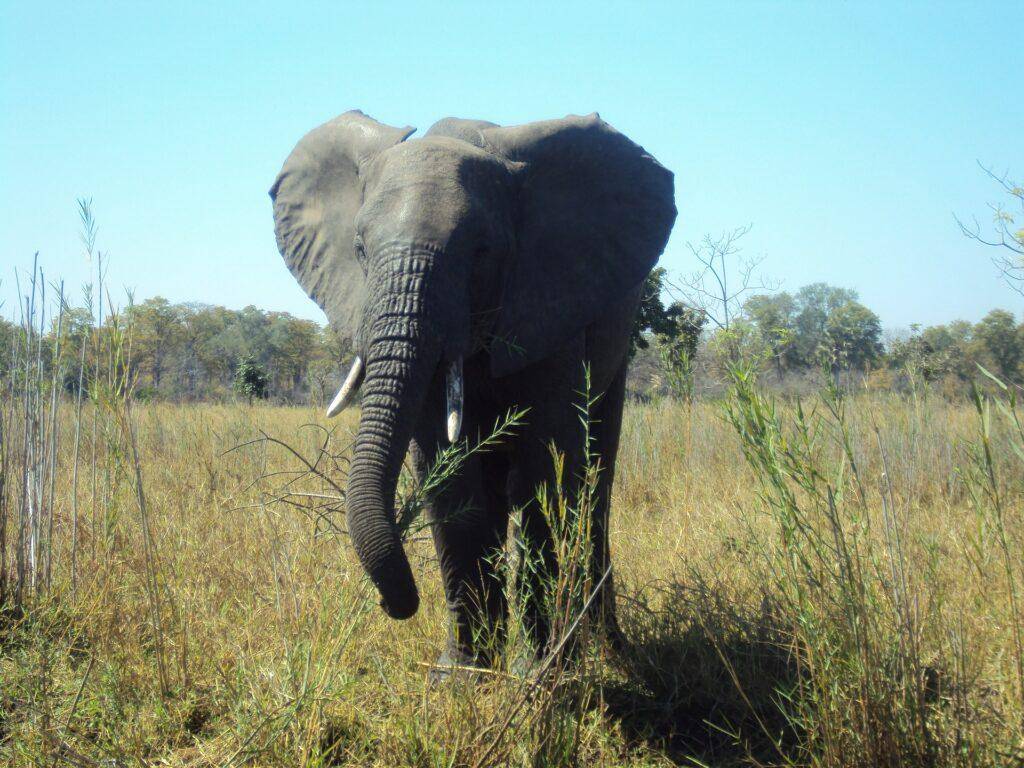 Sehenswürdigkeiten Malawi - Liwonde & Majete Wildschutzgebiet