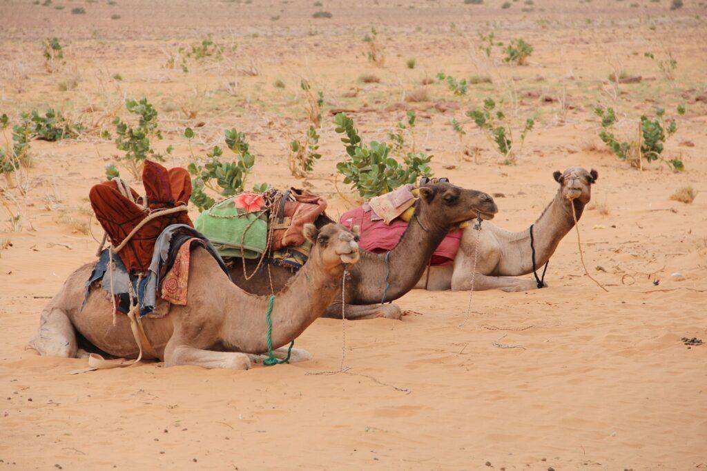 Sehenswürdigkeiten Mauretanien - Karawanenenstadt Aoudaghost