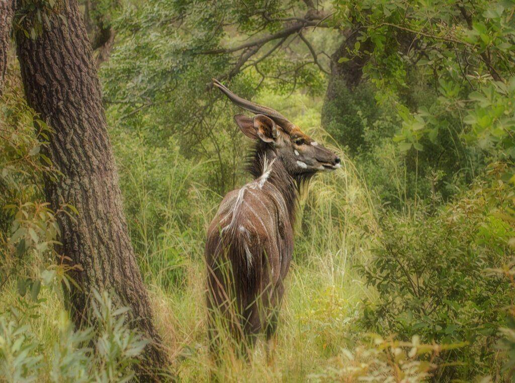 Sehenswürdigkeiten Mosambik - Renaissance des Gorongosa Nationalparks