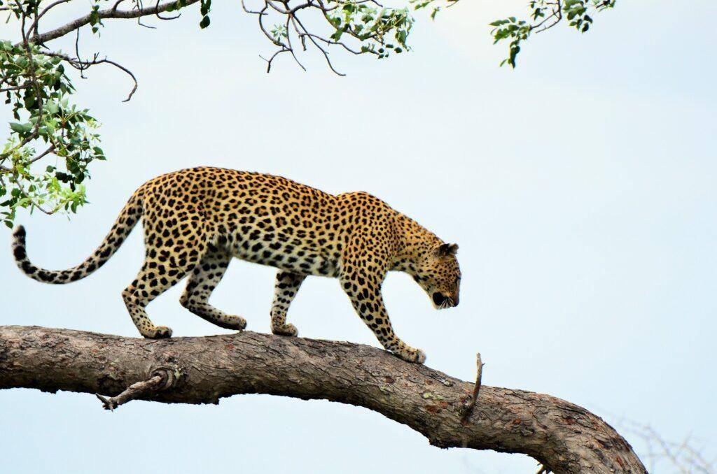 Sehenswürdigkeiten Niger - Yankari Nationalpark