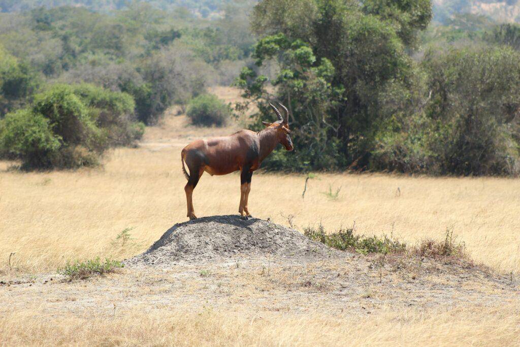 Sehenswürdigkeiten Ruanda - Akagera Nationalpark