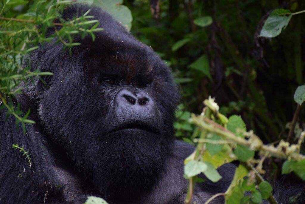 Sehenswürdigkeiten Ruanda - Virunga-Vulkane