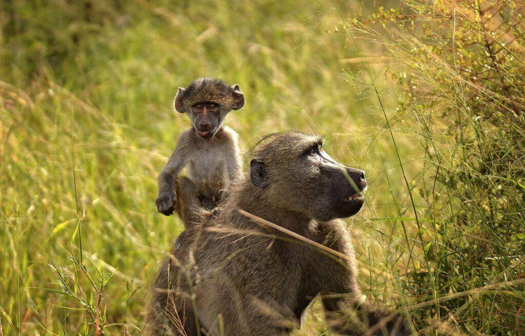 Tsehlanyane Nationalpark