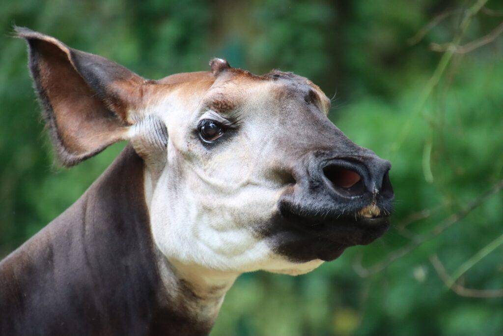Wildtierreservat Okapi
